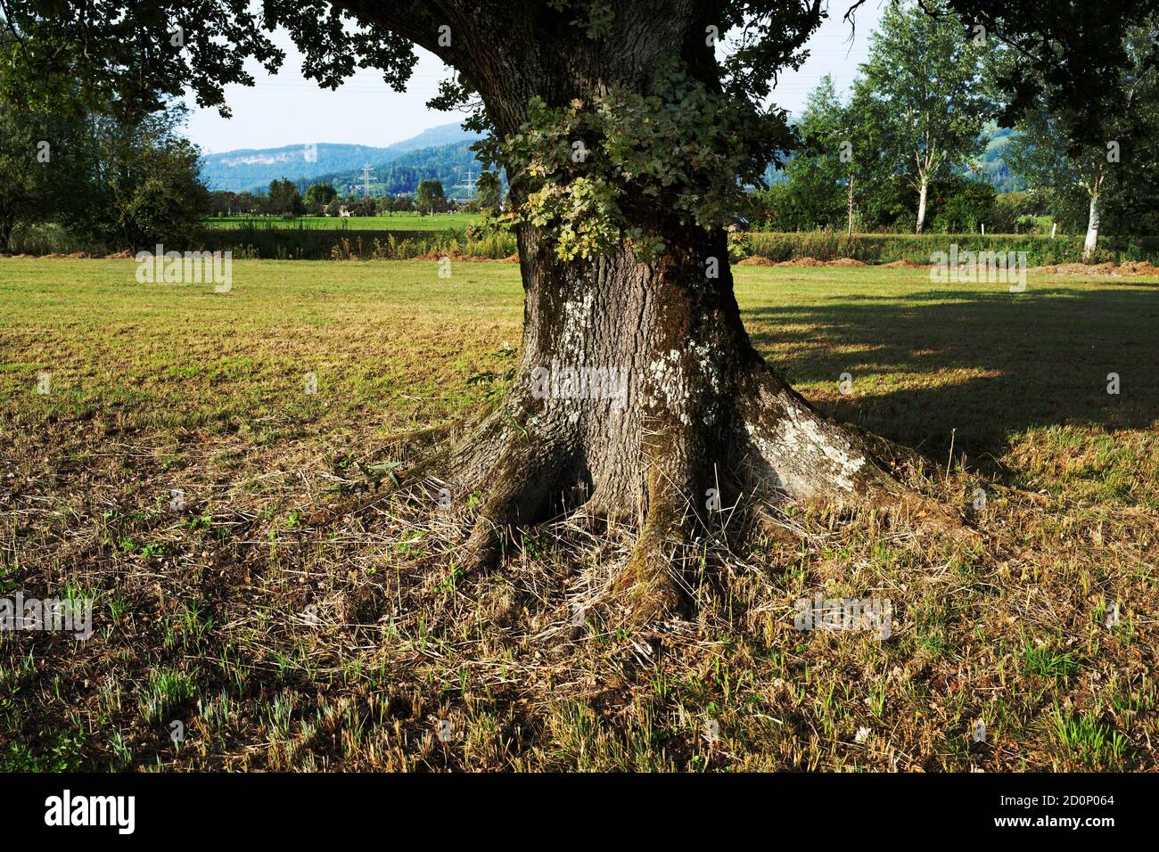 Un vecchio tronco di albero con radici spesse forti cresce da un prato. Foto Stock