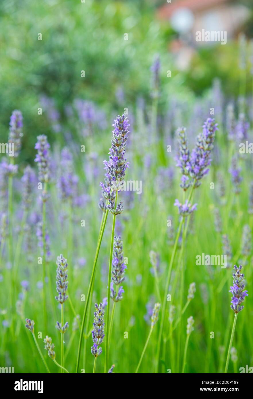 Giardino con la fiorente lavanda, periodo estivo Foto Stock