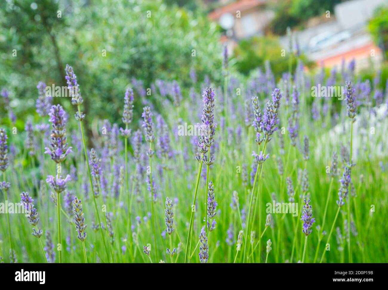 Giardino con la fiorente lavanda, periodo estivo Foto Stock
