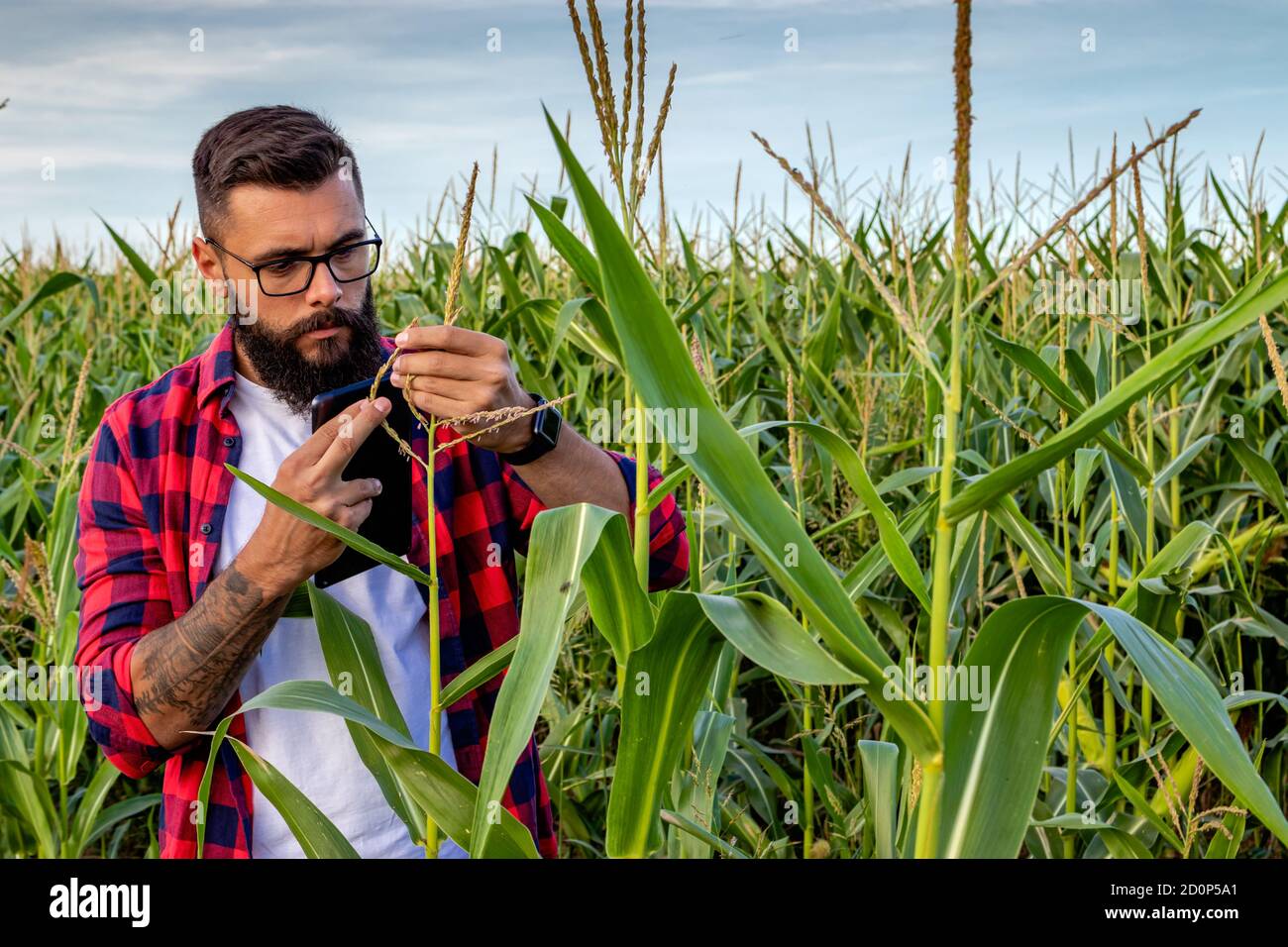 Coltivatore o agronomo in piedi nel campo di mais che ispeziona i nappoli di mais per l'impollinazione. Foto Stock