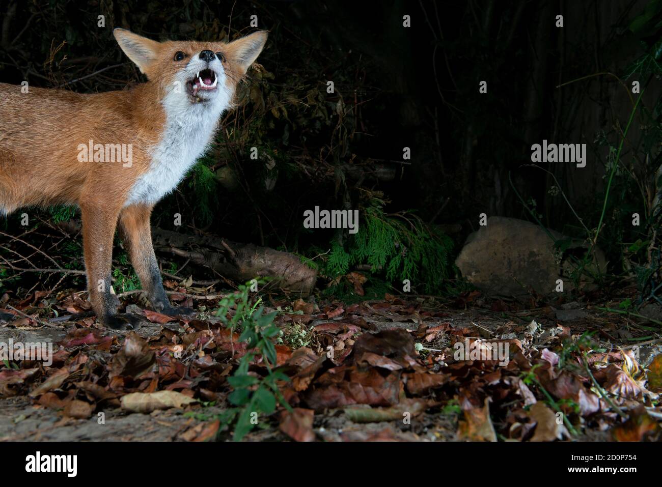 FOX di notte in piedi con testa alta e bocca aperta e orecchie leggermente indietro in posizione di avvertimento, mezzo corpo mostrando Foto Stock