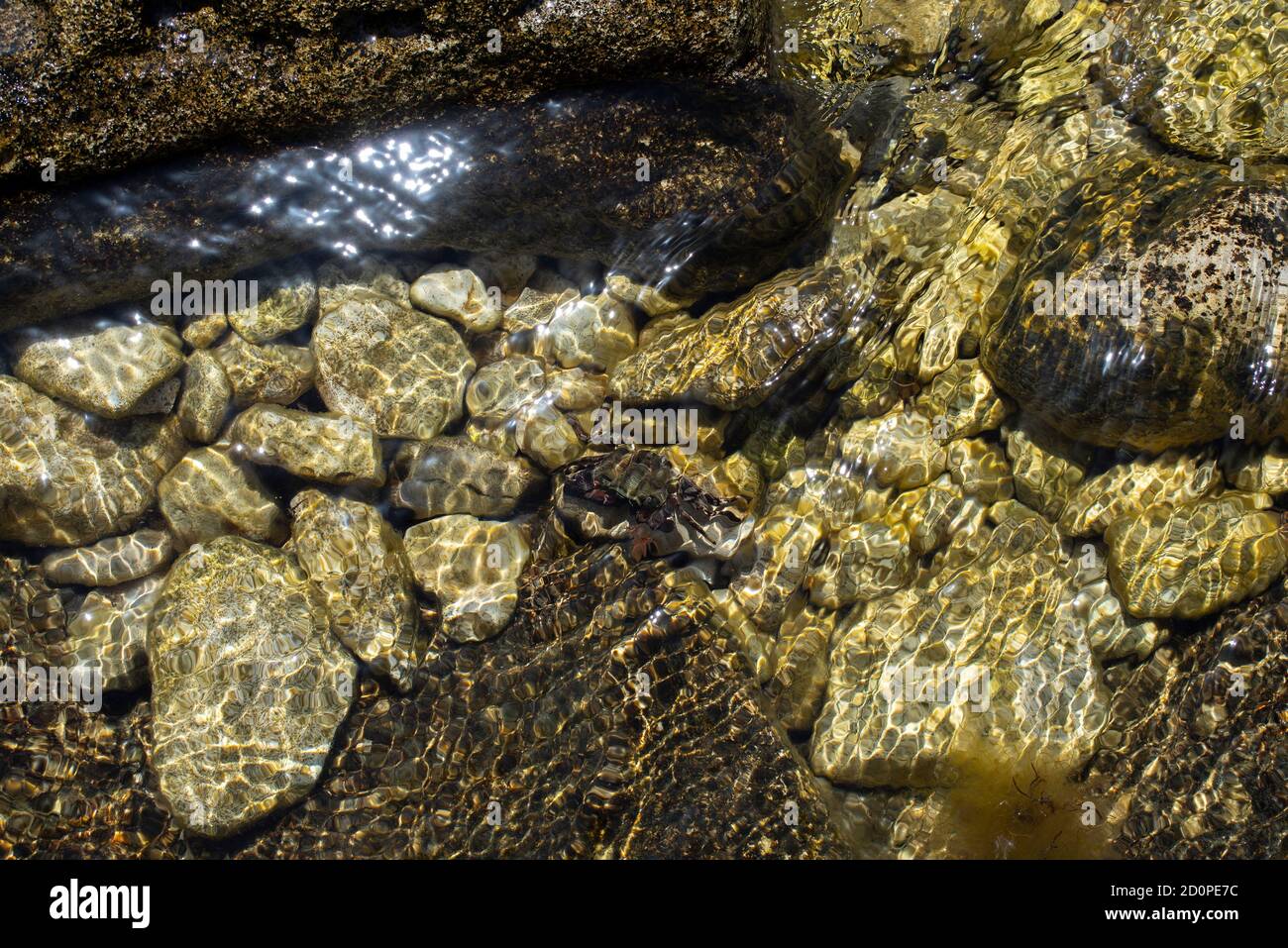 Granchio su pietre sotto l'acqua, Mar Nero Foto Stock