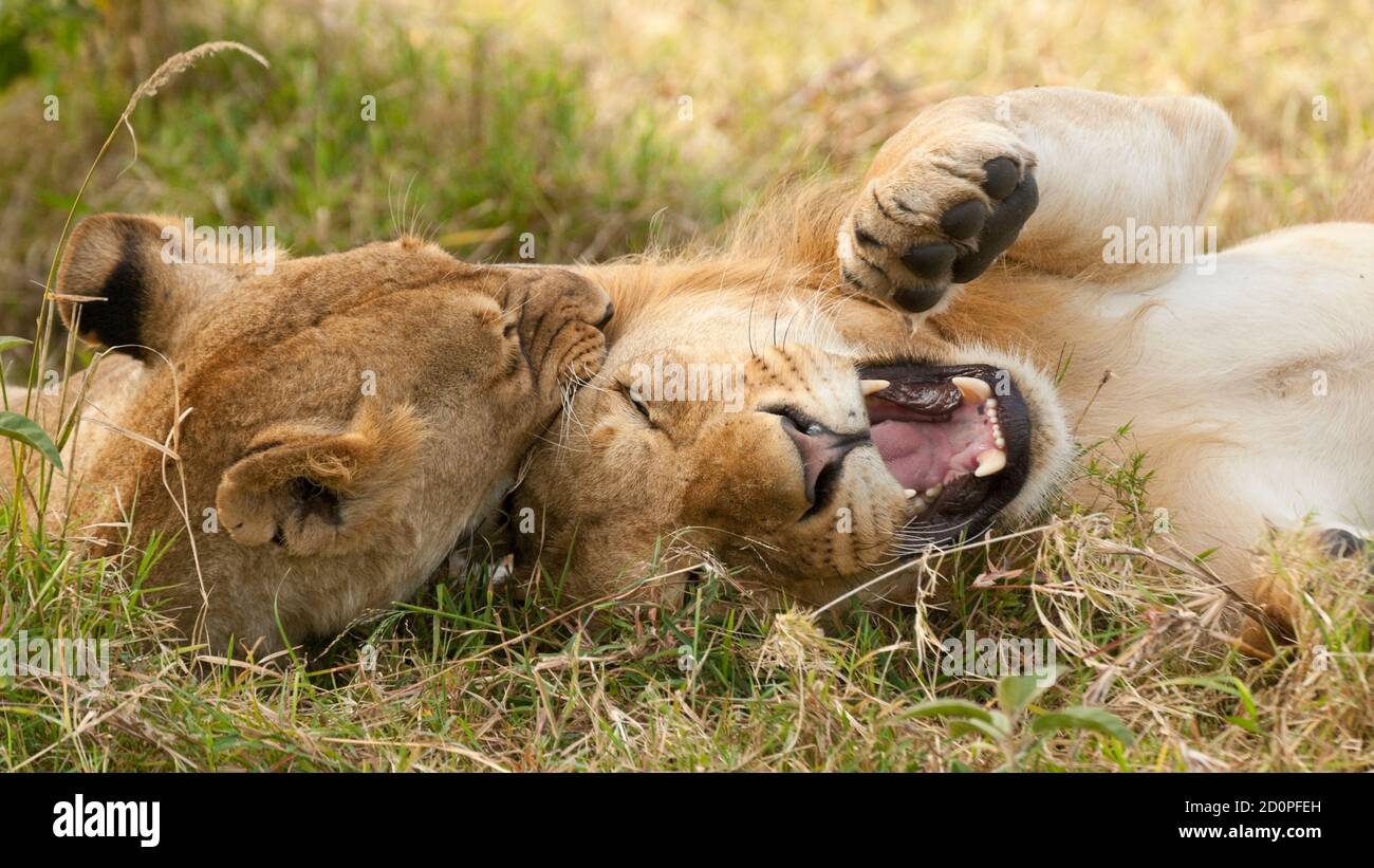 Leone giovanile e Lionessa, Maasai Mara, Kenya Foto Stock