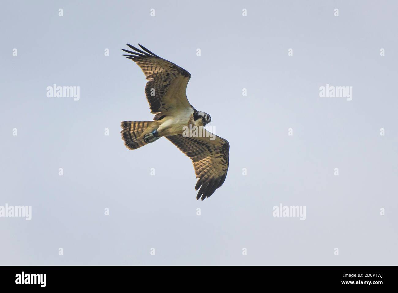 Un Osprey occidentale Pandion haliaetus volare in alto. Foto Stock