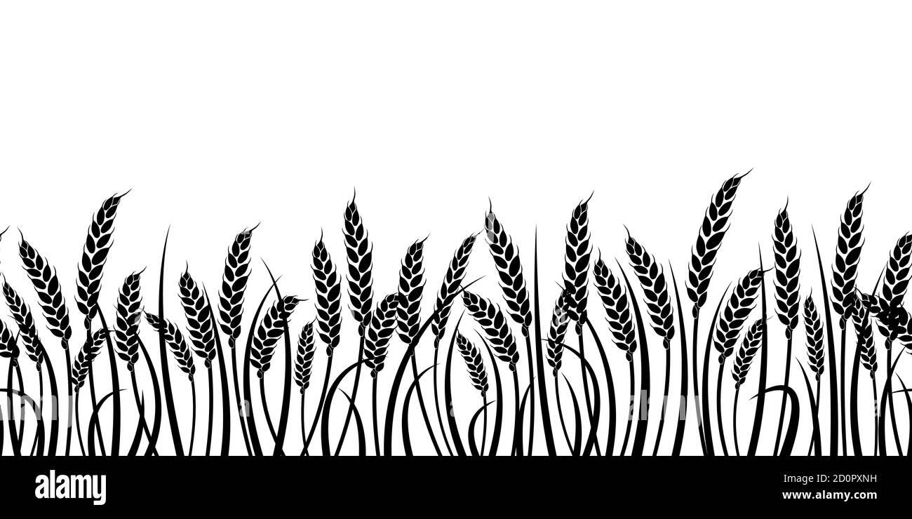 Silhouette vettoriale di grano. Silhouette. Grano nel campo su uno sfondo bianco Illustrazione Vettoriale