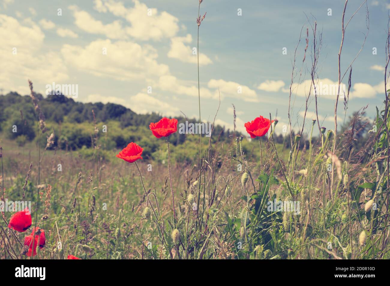 Foto d'epoca del paesaggio estivo, prato selvaggio con fiori di papavero Foto Stock