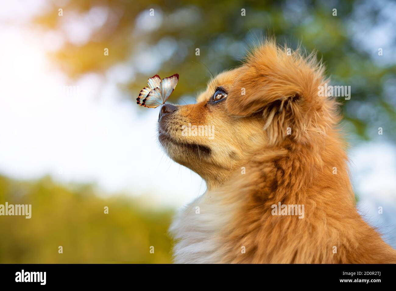 farfalla sul naso di un cane rosso. Foto Stock