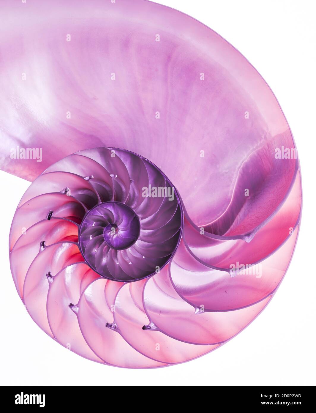 Il guscio rosa a metà di un nautilus smussato (Nautilus pompilius) mostra un bellissimo motivo a spirale. Isolato su bianco Foto Stock