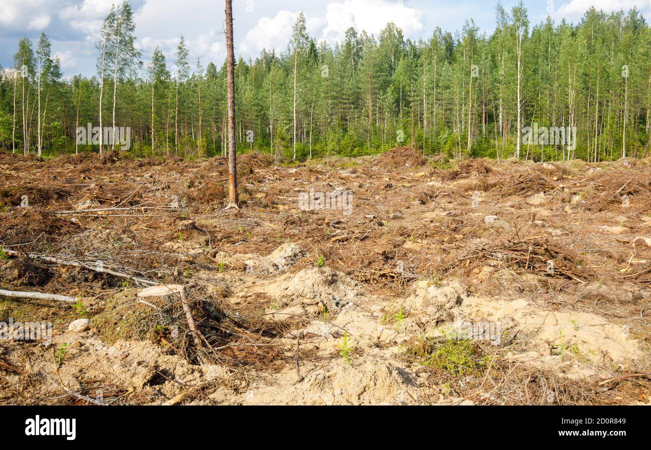 Vista di una fresca area europea di taglio trasparente nella foresta di taiga , dove è stato preparato il terreno e piantato nuovi semini di abete rosso , Finlandia Foto Stock