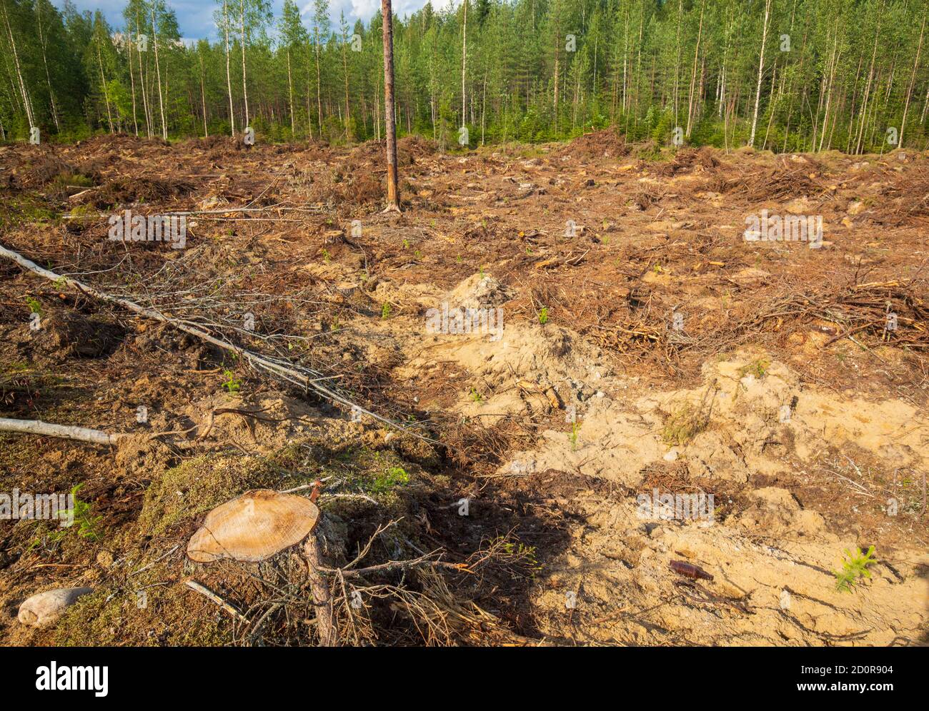Vista di una fresca area europea di taglio trasparente nella foresta di taiga , dove è stato preparato il terreno e piantato nuovi semini di abete rosso , Finlandia Foto Stock