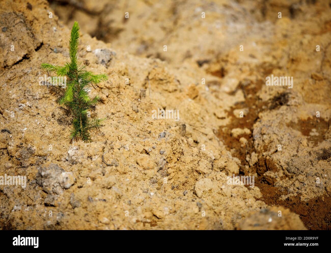 Rimboschimento dopo taglio netto , piccola sega europea di abete ( picea abies ) piantata su terreno sabbioso a Estate , Finlandia Foto Stock
