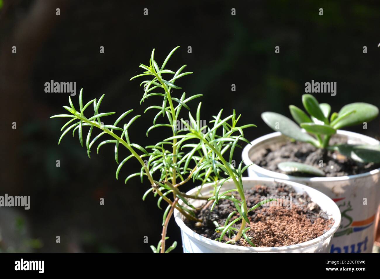 Piante verdi fiorite in vaso di fiori. Foto Stock