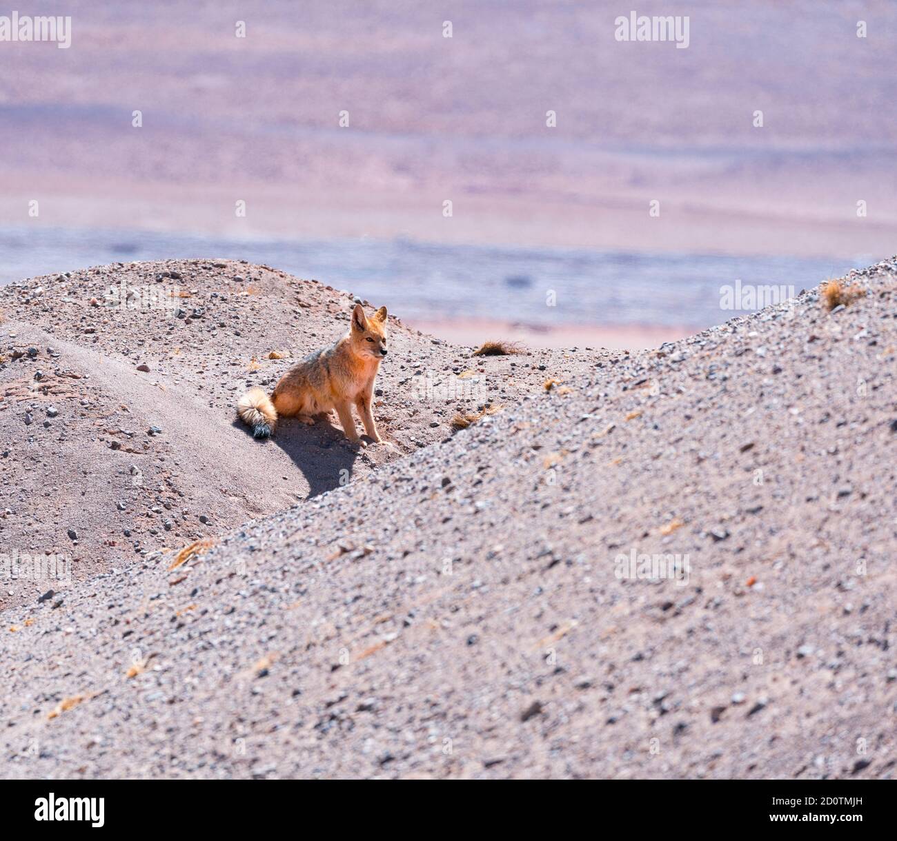 Volpe andina o Culpeo (Lycalopex culpaeus) vicino alla città di Tolar Grande nella provincia di Salta in la Puna Argentina. Argentina, Sud America, Ameri Foto Stock
