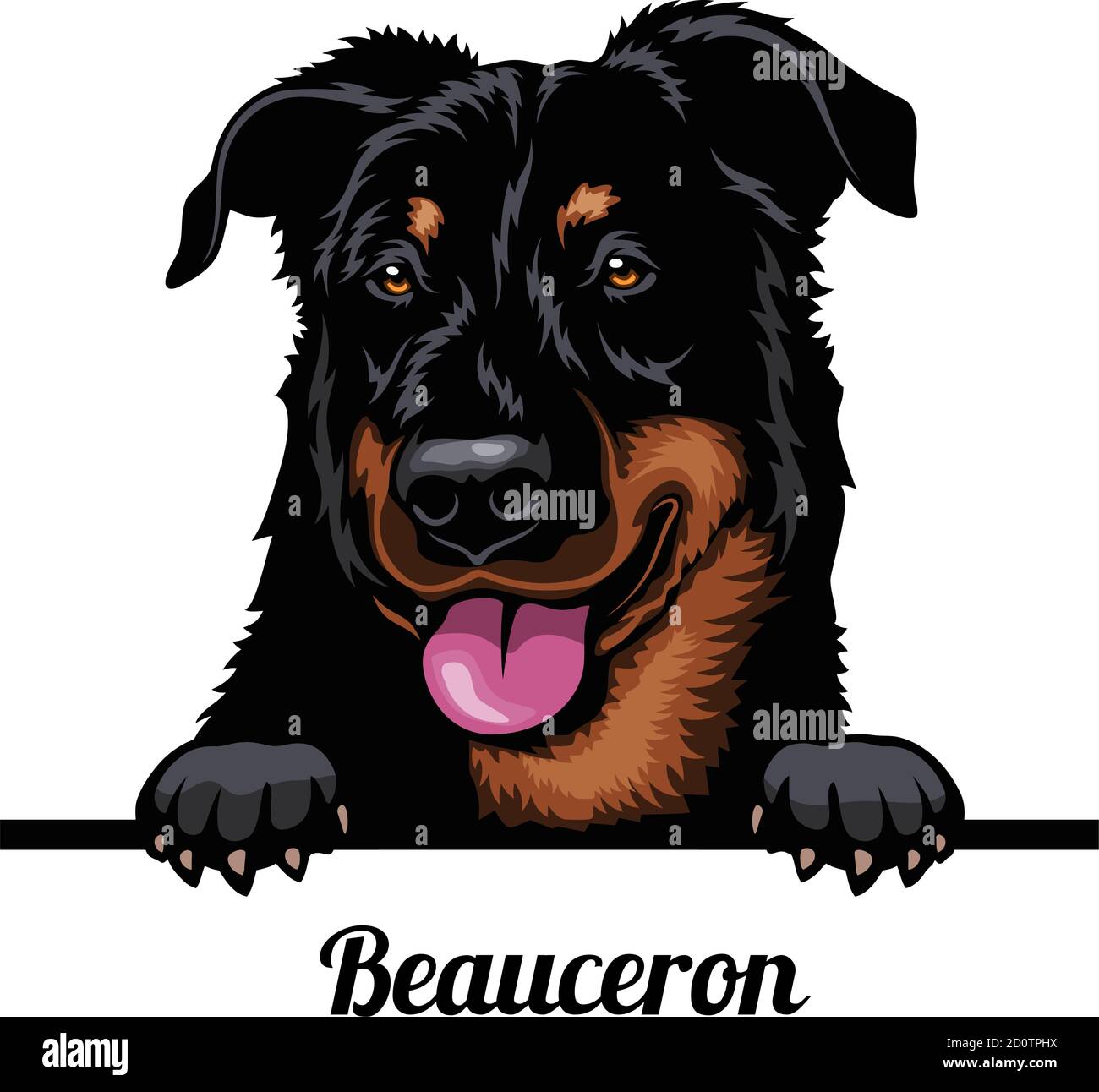 Testa Beauceron - razza cane. Immagine a colori di una testa di cani isolata su uno sfondo bianco Illustrazione Vettoriale