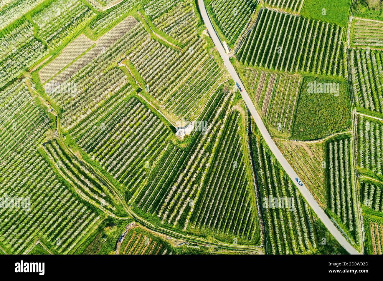 Valtellina (IT) frutteti di mele nella zona di Chiuro Ponte in Valtellina vista aerea Foto Stock