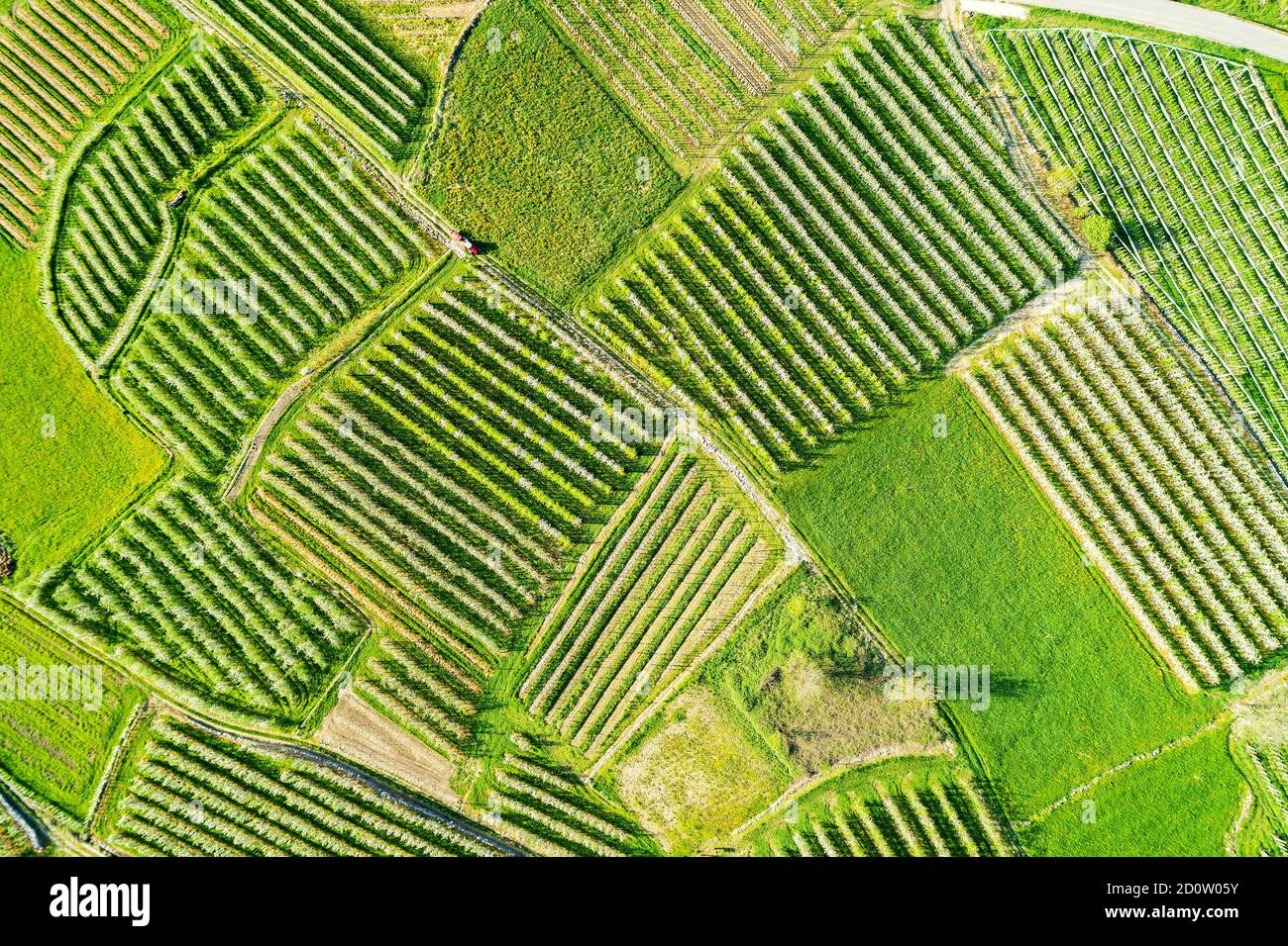 Valtellina (IT) frutteti di mele nella zona di Chiuro Ponte in Valtellina vista aerea Foto Stock