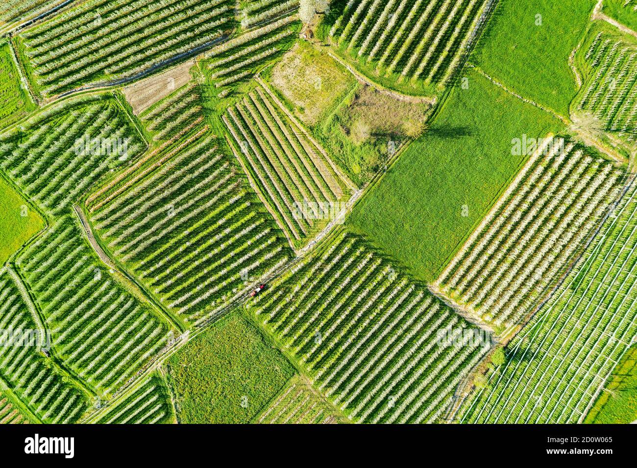 Valtellina (IT) frutteti di mele nella zona di Chiuro Ponte in Valtellina vista aerea Foto Stock
