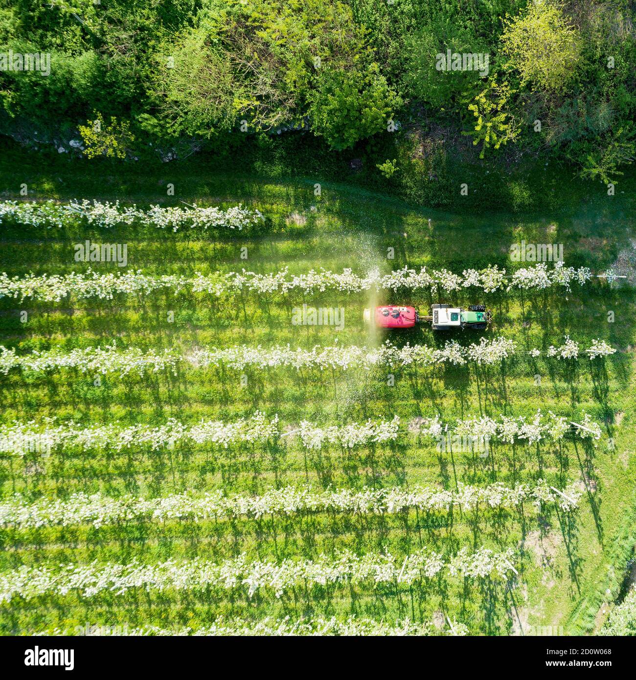 Valtellina (IT) frutteti di mele nella zona di Chiuro Ponte in Valtellina vista aerea Foto Stock