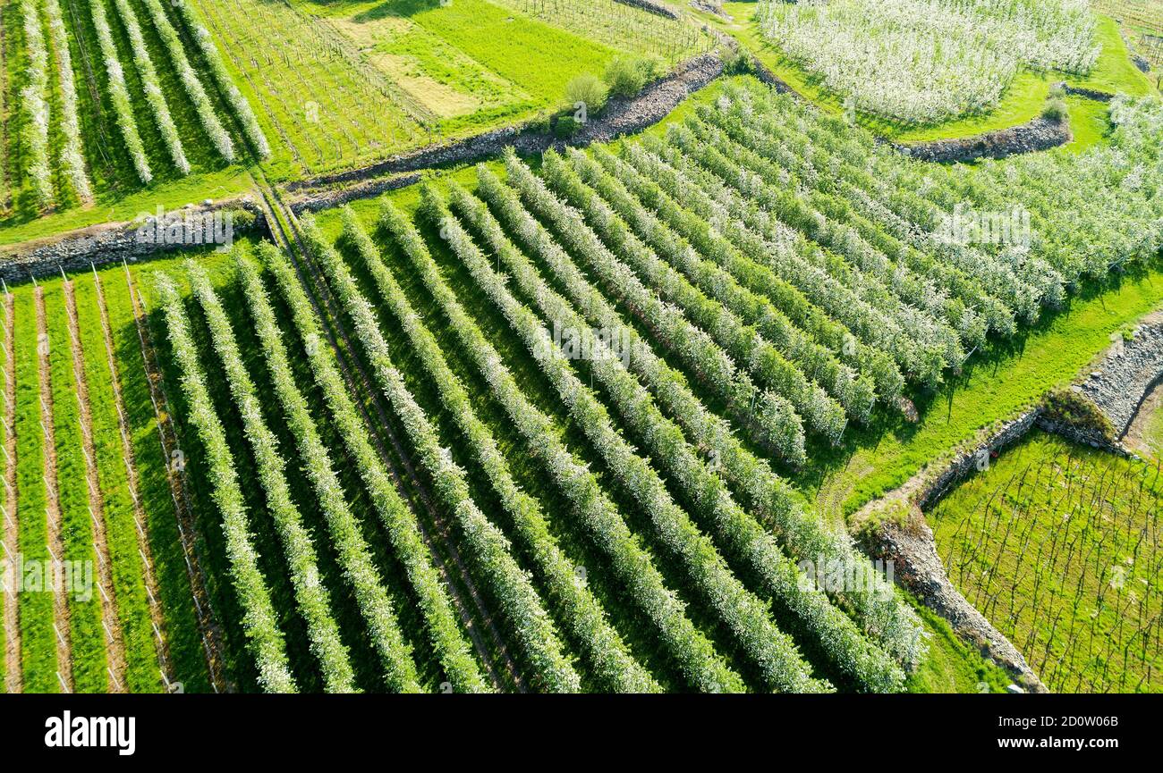 Valtellina (IT) frutteti di mele nella zona di Chiuro Ponte in Valtellina vista aerea Foto Stock