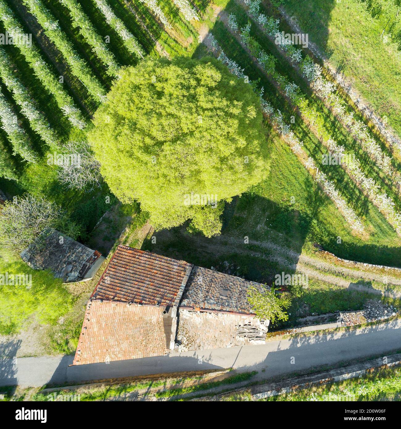 Valtellina (IT) frutteti di mele nella zona di Chiuro Ponte in Valtellina vista aerea Foto Stock