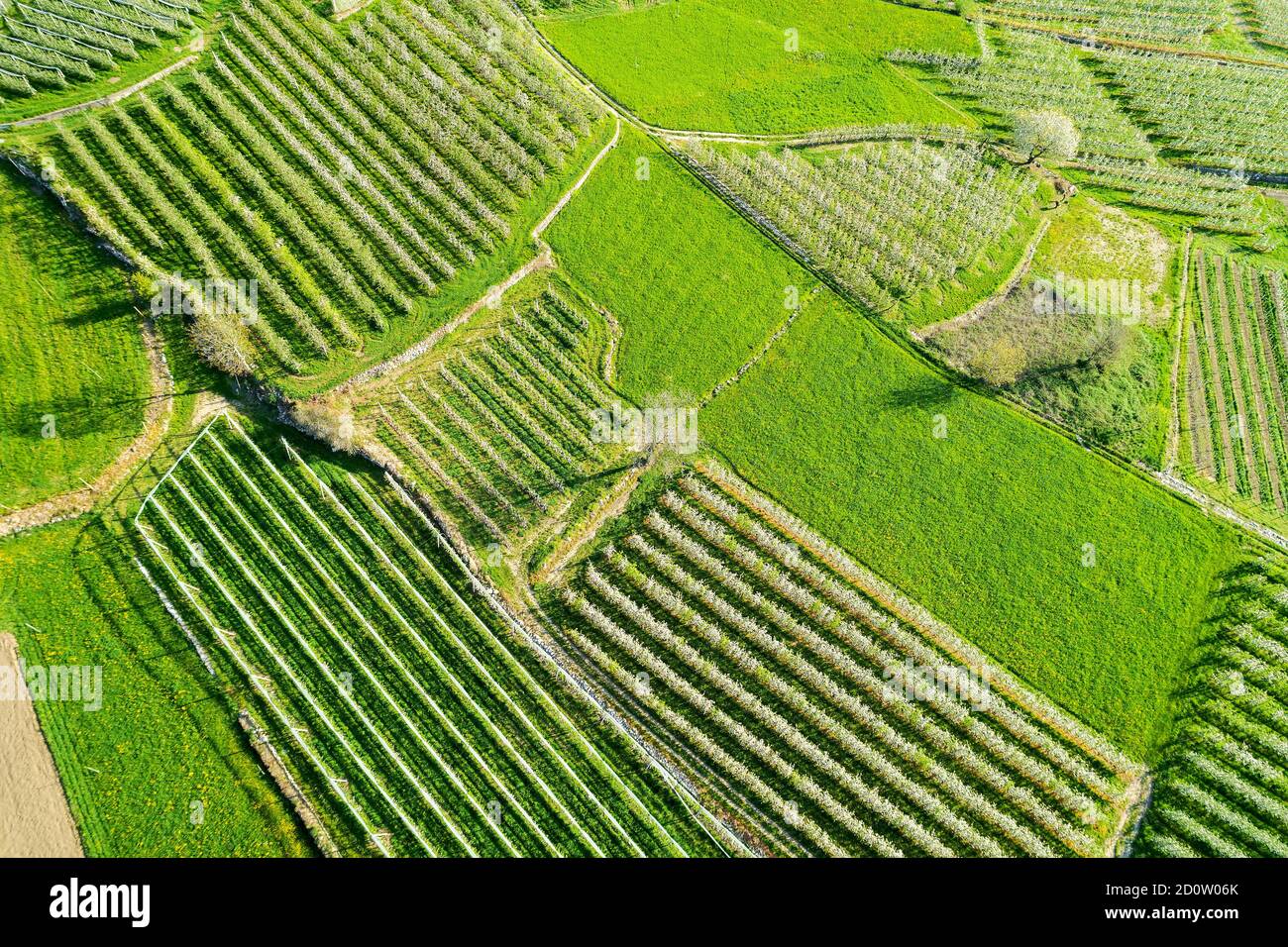 Valtellina (IT) frutteti di mele nella zona di Chiuro Ponte in Valtellina vista aerea Foto Stock