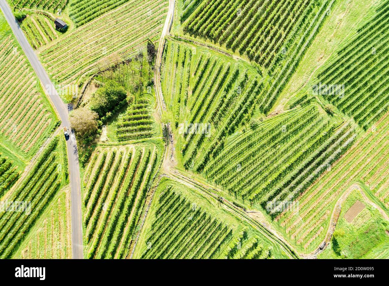 Valtellina (IT) frutteti di mele nella zona di Chiuro Ponte in Valtellina vista aerea Foto Stock