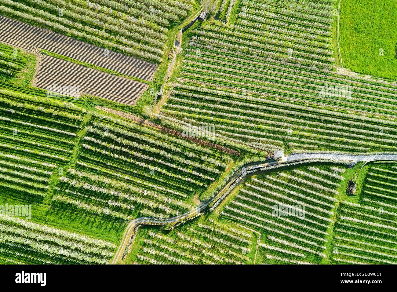 Valtellina (IT) frutteti di mele nella zona di Chiuro Ponte in Valtellina vista aerea Foto Stock