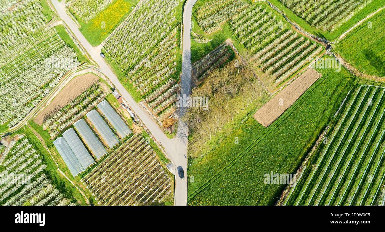 Valtellina (IT) frutteti di mele nella zona di Chiuro Ponte in Valtellina vista aerea Foto Stock