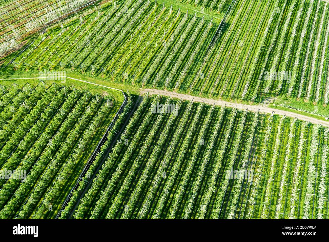 Valtellina (IT) frutteti di mele nella zona di Chiuro Ponte in Valtellina vista aerea Foto Stock