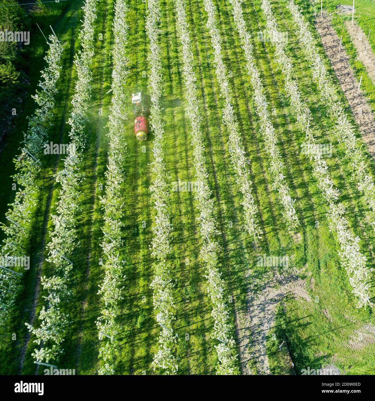 Valtellina (IT) frutteti di mele nella zona di Chiuro Ponte in Valtellina vista aerea Foto Stock