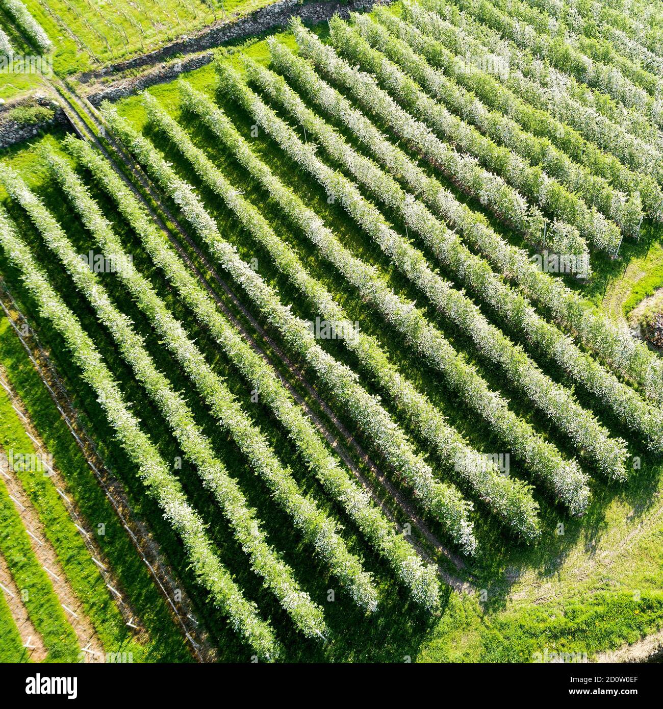 Valtellina (IT) frutteti di mele nella zona di Chiuro Ponte in Valtellina vista aerea Foto Stock