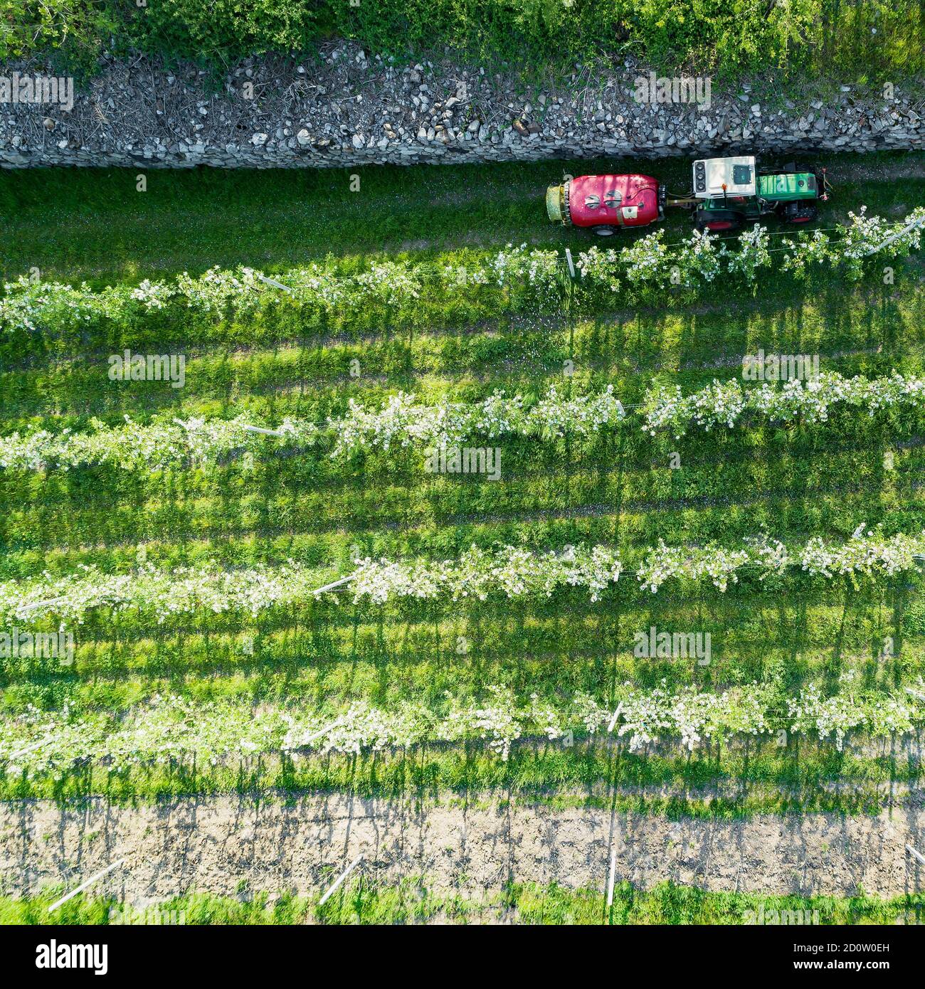 Valtellina (IT) frutteti di mele nella zona di Chiuro Ponte in Valtellina vista aerea Foto Stock