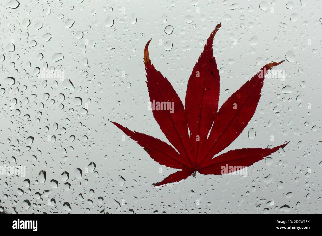 Una fotografia di foglie autunnali attaccate su una finestra bagnata, ricoperte da perline di gocce di pioggia. Concetto di stagione autunnale Foto Stock
