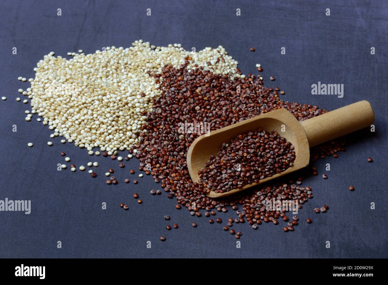 Quinoa bianco e rosso (Chenopodium quinoa) , grani con pala, Germania, Europa Foto Stock