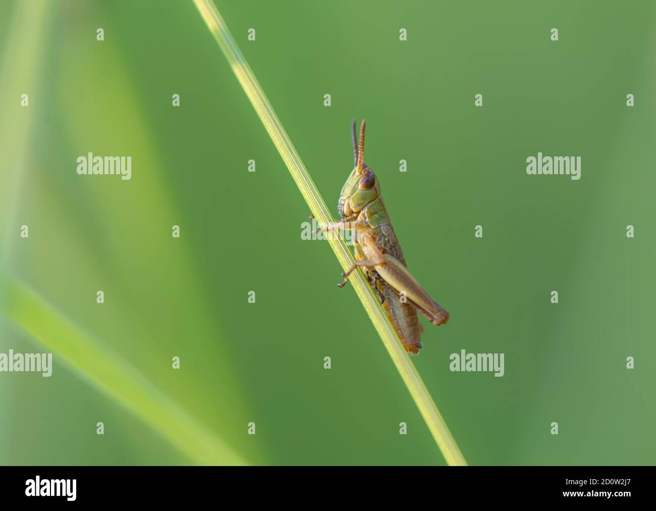 Cavallino (Chorthippus parallelus) su una lama di erba, Perlacher Forst, alta Baviera, Baviera, Germania, Europa Foto Stock