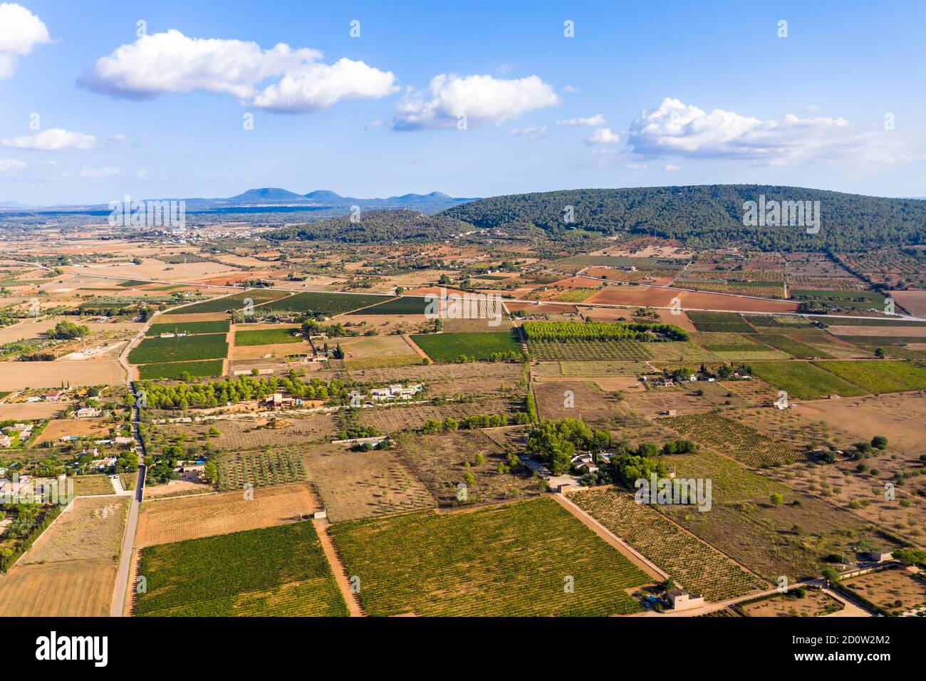 Vista aerea, agricoltura, campi con ulivi, vicino a Santa Eugenia e Santa Maria, Maiorca, Isole Baleari, Spagna, Europa Foto Stock