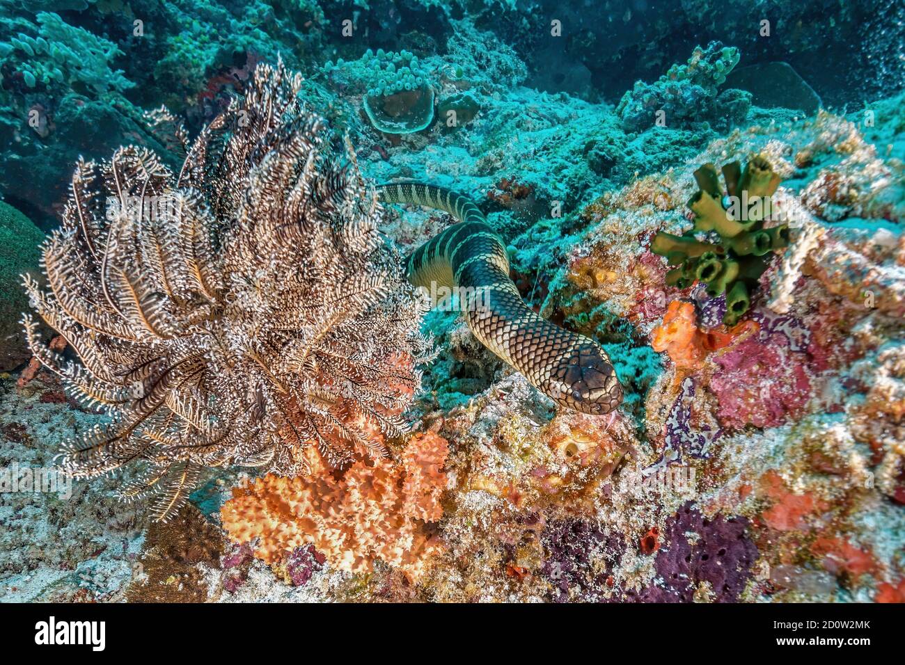 Colubrine Sea krait (Laticauda colubrina) nella barriera corallina, Isola di Apo, Filippine, Asia Foto Stock