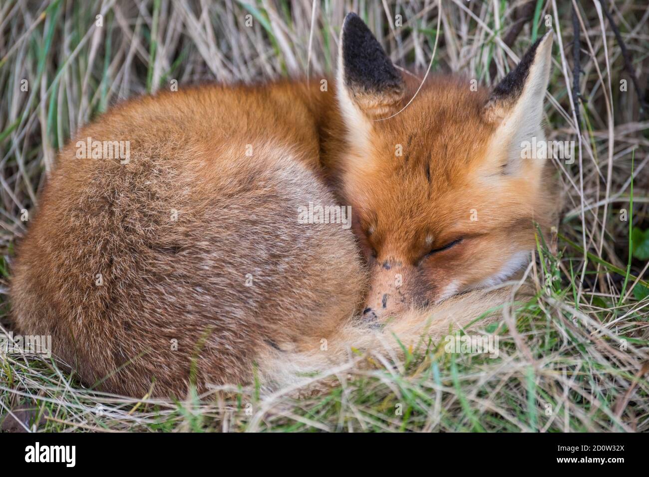 La volpe rossa (Vulpes vulpes) dorme sull'erba, Paesi Bassi Foto Stock