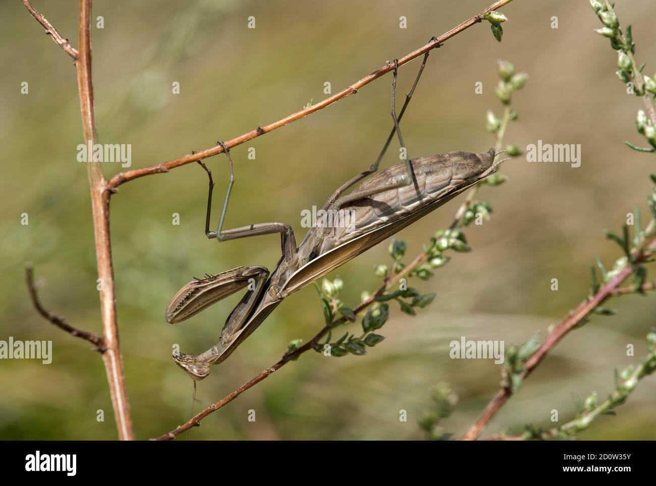 Mantis europea ( Mantis religiosa) Femminile con colorazione marrone, famiglia di mantis ( Mantidae) , Vallese, Svizzera, Europa Foto Stock