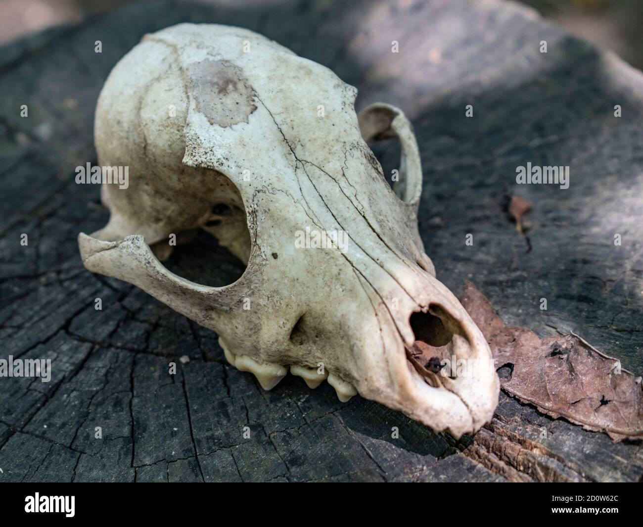 Primo piano cranio cane Foto Stock