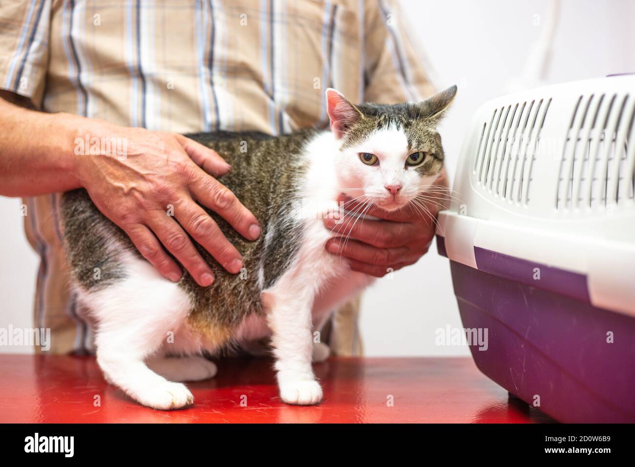 Controllo preventivo di un gatto in una clinica veterinaria, concetto animale Foto Stock