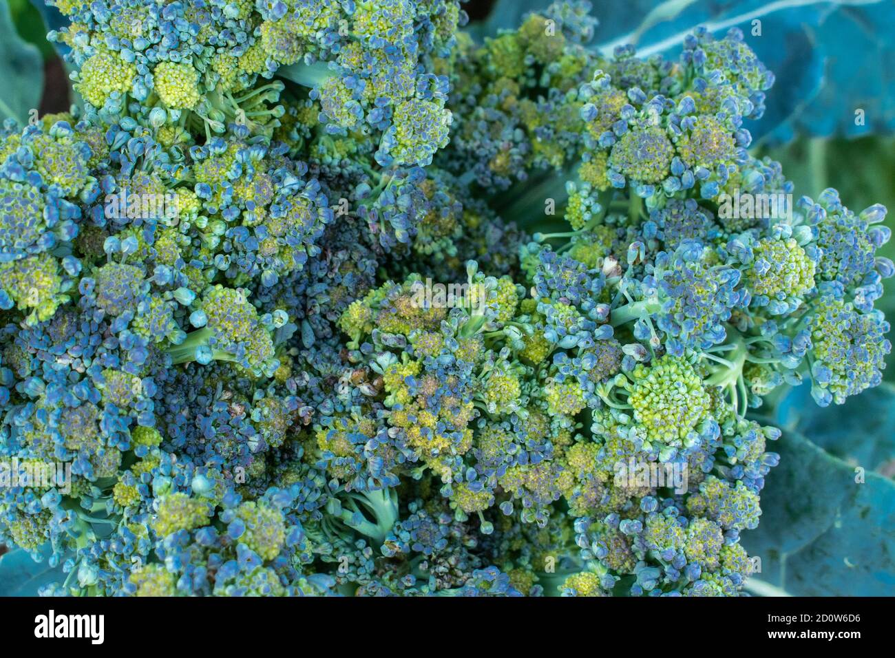 Primo piano di broccoli in fiore, Brassica oleracea var. Italica Foto Stock