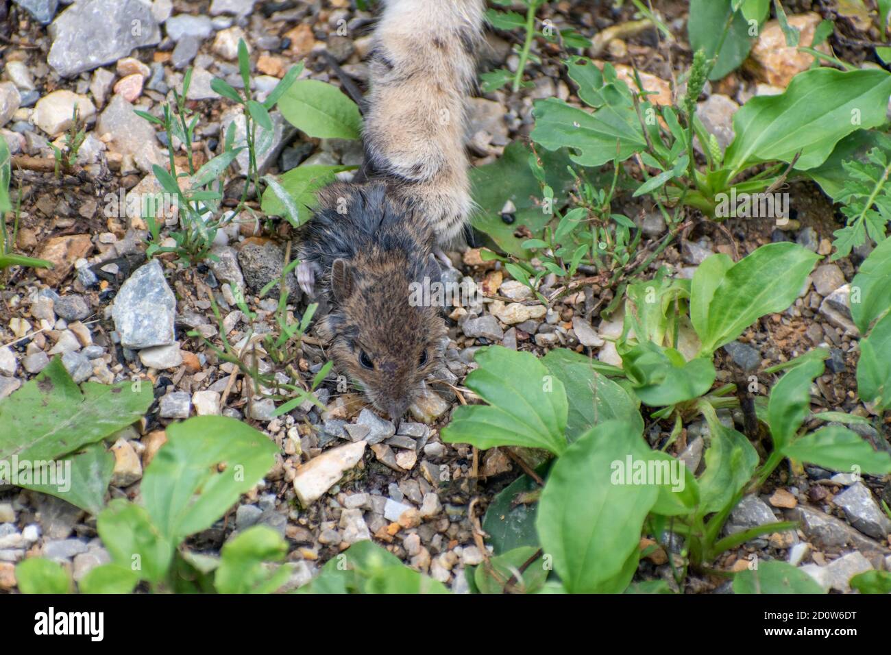 Gattino, cacce e prende il mouse. Catena alimentare animale, Felis catus Foto Stock