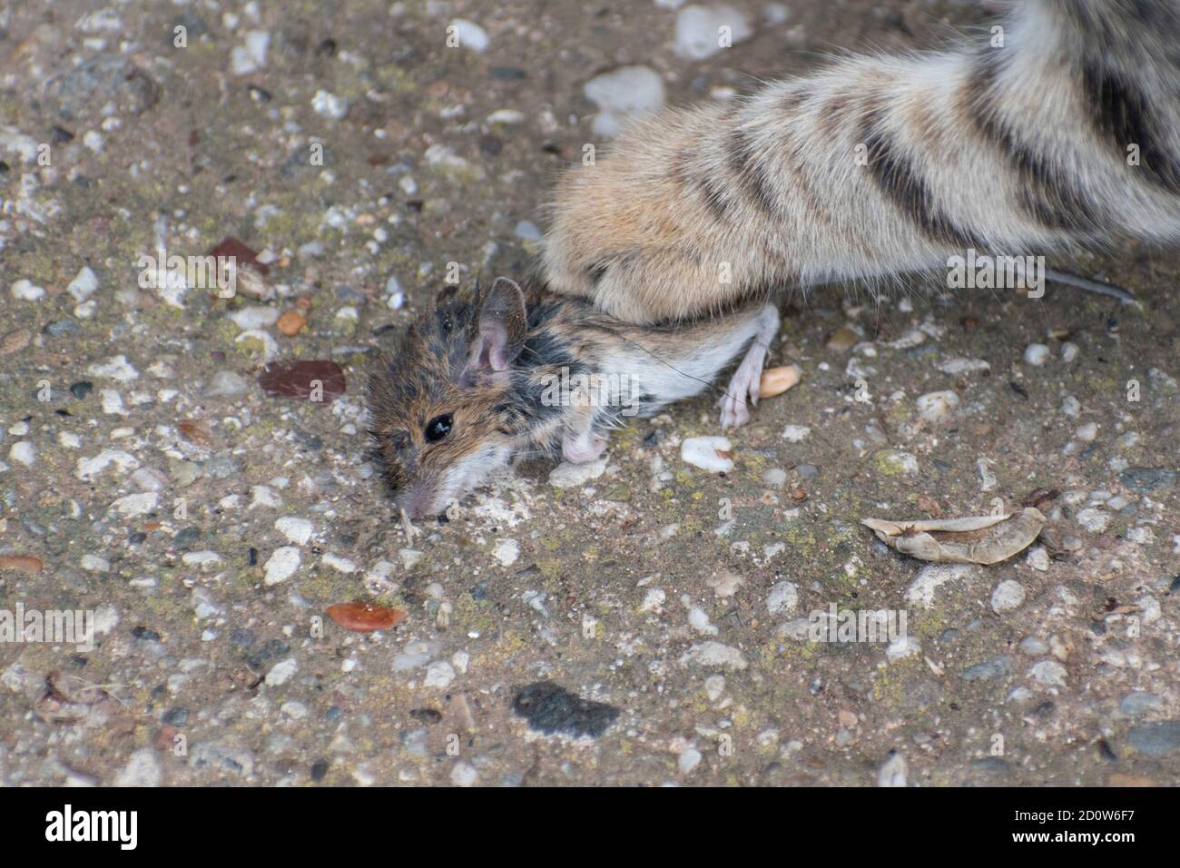 Gattino, cacce e prende il mouse. Catena alimentare animale, Felis catus Foto Stock