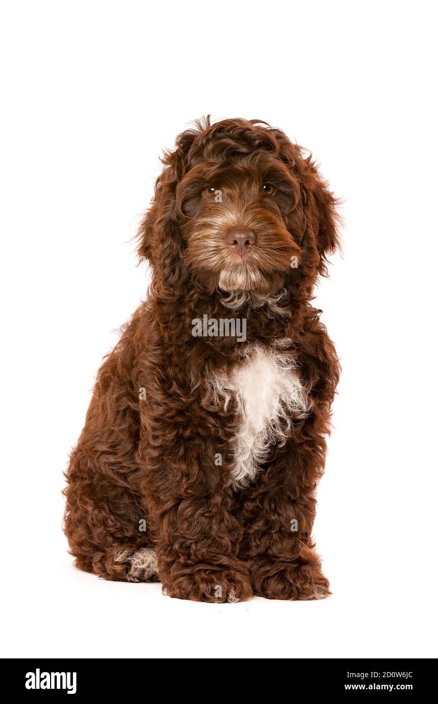 Cockapoo al cioccolato cucciolo cane di fronte a uno sfondo bianco Foto Stock