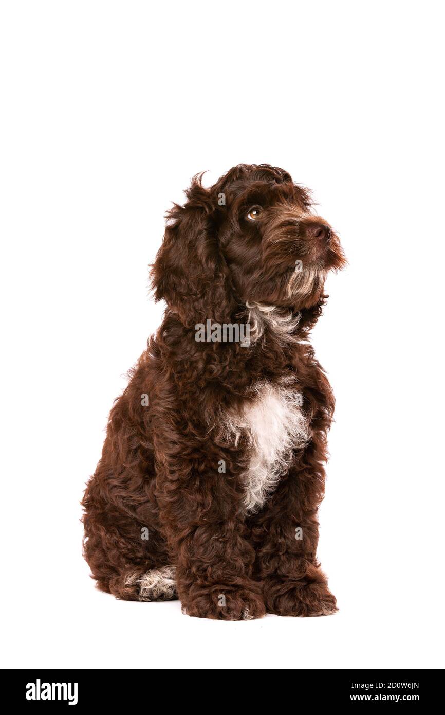 Cucciolo Di Cane Soleggiato Di Cockapoo Che Si Siede In Legno Con Le ...