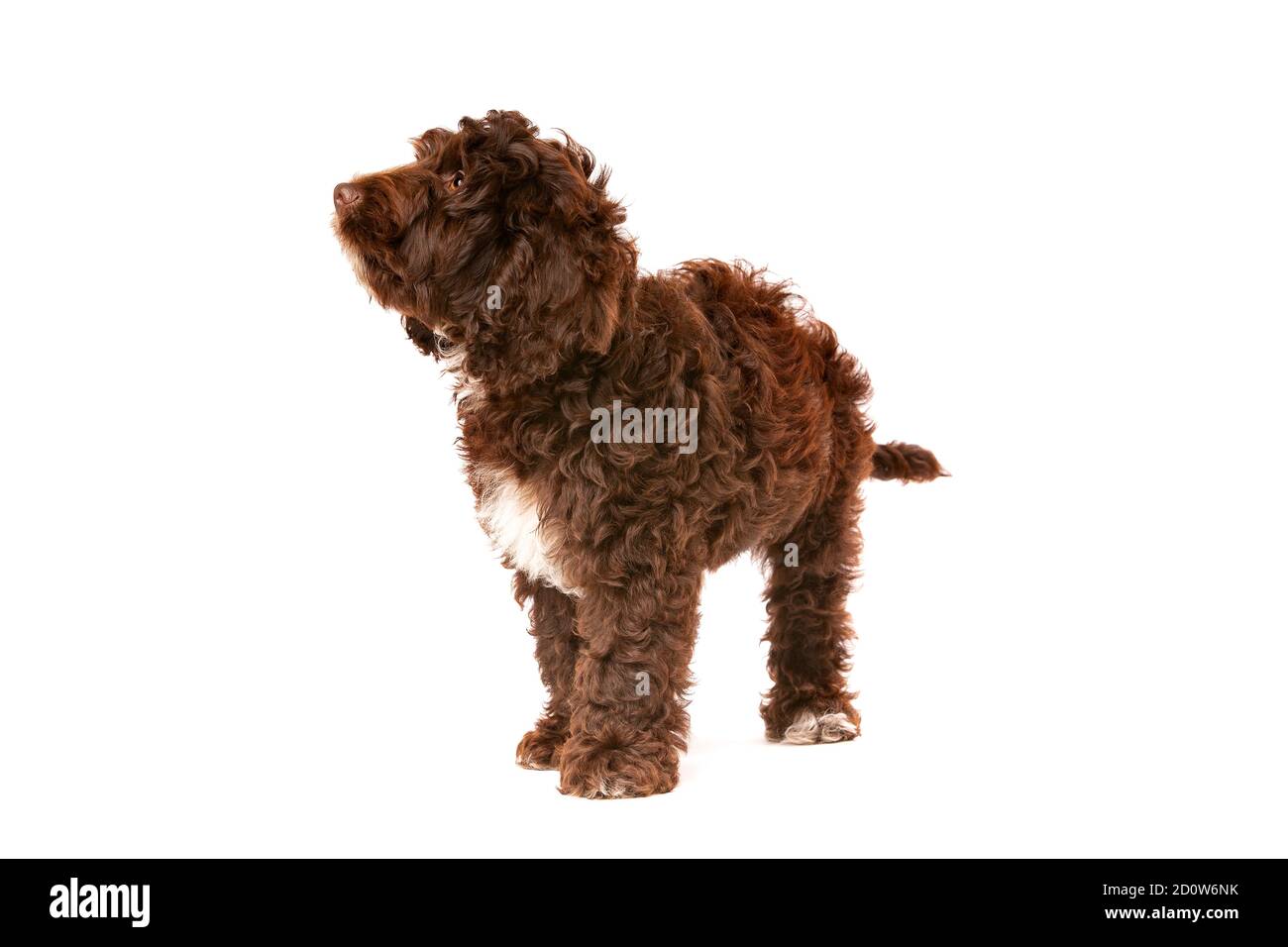 Cockapoo al cioccolato cucciolo cane di fronte a uno sfondo bianco Foto Stock