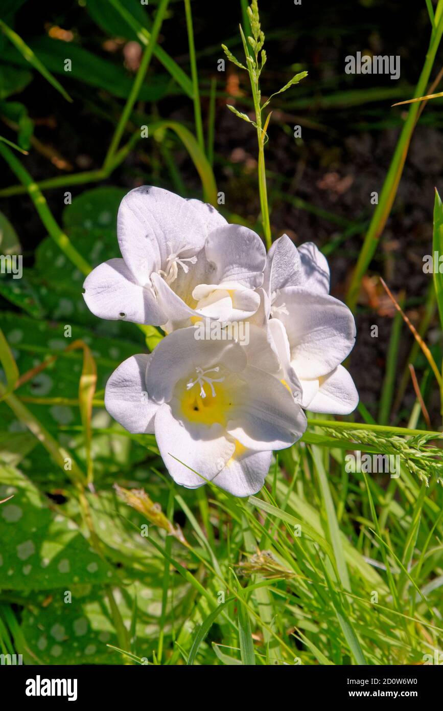 Particolare dei bellissimi fiori bianchi di una falenopsis afrodite orchidea Foto Stock