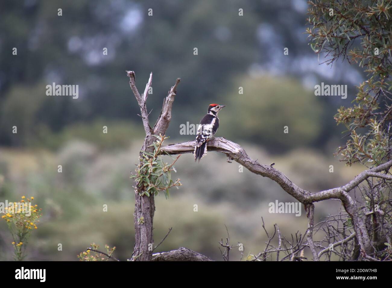 Grande picchio macchiato su un ramo di albero. Foto Stock