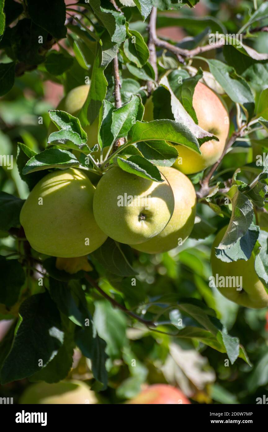 Grandi mele dolci braeburn che maturano sull'albero nel frutteto primo piano Foto Stock